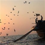 400 لنج‌ صیادی برای صید میگو در بوشهرعازم دریا شدند