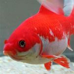 ماهی قرمز سین وارداتی نوروز