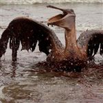 سوخت قاچاق خوراک مرگبار ماهیان جنوب