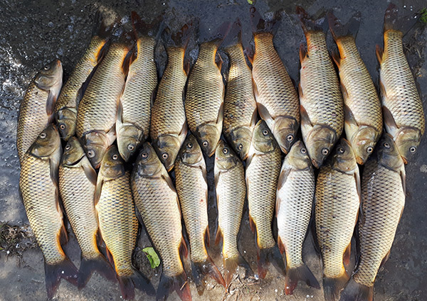 تولید ماهیان گرمابی 10 درصد افزایش می یابد
