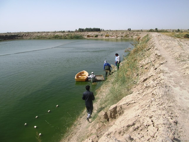آغاز پرورش میگو در سواحل استان بوشهر