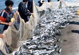 صید بیش از ۲۷۵۰ تن ماهیان استخوانی در گیلان