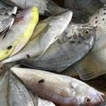 صادرات فله اي شيلات ايران 
