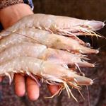 هدف گذاري توليد سالانه 100 هزارتن ميگوي عاري از بيماري