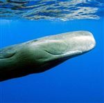 نهنگ کمیاب پس از 61 سال از اقیانوس بیرون آمد 