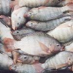 آغاز رسمی پرورش ماهی تیلاپیا در استان خراسان جنوبی 
