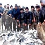 صید 409 تن انواع ماهیان استخوانی در گیلان