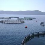 نصب 3500 تن قفس پرورش ماهی در دریای خزر