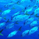 حیات آبزیان دریای مدیترانه در معرض خطر است! /گ