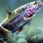 تولید ماهی قزل‌آلا ۲۲ هزار تن کاهش یافت 