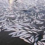 ماهیان، قربانی خودخواهی انسان می‌شوند /گ