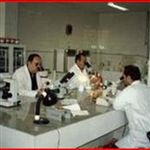 هفت مرکز پرورش ماهی آلوده به بیماری تخم چشم زده در همدان شناسایی شد