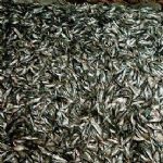 شناورهای سنتی قادر به صید فانوس ماهیان نیستند
