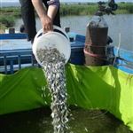 200هزاربجه ماهی دراستخرهای خلخال رها سازی شد