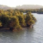 کاشت 450 هزار اصله نهال حرا در کرانه‌های ساحلی هرمزگان 