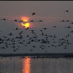 آسمان لنگرود؛ كشتارگاه پرندگان مهاجر