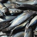 صید ساردین ماهیان در جاسک به بیش از 2 هزار تن رسید
