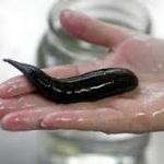 برگزاری دوره آموزشی پرورش زالو در آستارا