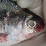 توصیه‌های بهداشتی مقابله با بیماری«وی.اچ.اس» در مزارع پرورش ماهی