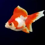 به جای ماهی قرمز از ماهی زینتی استفاده کنید 