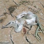 مهاجرت به قیمت سلاخی بال و پر  /گ