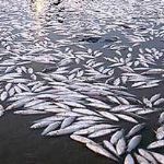 نجات 500 هزار بچه ماهی از دل تالاب تفتیده هامون 