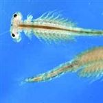 زندگی تنها جانور دریاچه ارومیه در کرمان