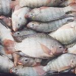 تیلاپیا، گسترده‌ترین آبزی پروری با میلیاردها دلار گردش اقتصادی در جهان /گ