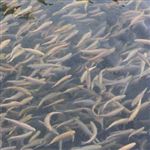 تولید 5.7 میلیون قطعه انواع بچه ماهی در آذربایجان غربی