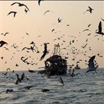 صید ماهی شوریده در صیدگاه‌های خوزستان آزاد شد