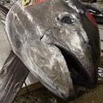 تشدید نظارت بر باقیمانده مجاز سموم درمحصولات شیلاتی ضروری است