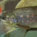 قزل‌آلای خال قرمز در فهرست سرخ جهانی /گ