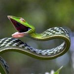 مار به جای ماهی قرمز /گ