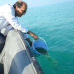 افزایش ۱۱ درصدی رهاسازی لارو میگو در دریا