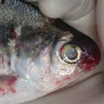 کاهش مراکز آبزی پروری آلوده به بیماری ویروسی وی اچ اس 