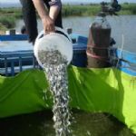 ۳۱۵ هزار قطعه بچه ماهی گرم‌آبی در خراسان جنوبی توزیع می‌شود