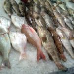 فروش آنلاین انواع ماهی در چهار استان کشور کلید خورد 