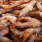 برداشت 650 تن میگو از اراضی پرورش میگو در بوشهر