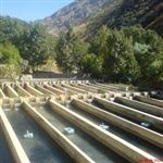 استانداردی برای تولید مکانیزه آبزیان تعیین نشده است 