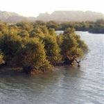 کاشت هزار اصله نهال حرا در بندر دیر