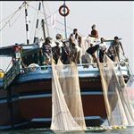 صید میگو در آب‌های بوشهر به ۱۵۰۰ تن رسید