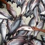 منع کامل خشک‌سازی ماهی به روش سنتی
