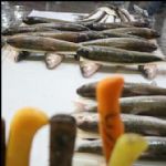 ممنوع بودن قطعه‌بندی و بسته‌بندی کردن مرغ و ماهی در واحد‌های صنفی