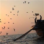۲۲۰۰ صیاد بوشهری تورهای خود را برای صید میگو به دریا انداختند 
