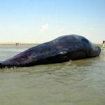 تلف شدن نهنگ بزرگ در ساحل بندر رمین چابهار