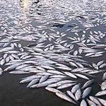 خطر گرمای هوا برای مزارع پرورش ماهی