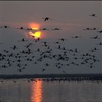 کوچ پرنده هاي زمستان گذر به خراسان شمالي