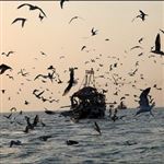 وضعیت نامعلوم 14 ملوان ربوده شده ایرانی توسط دزدان دریایی سومالی