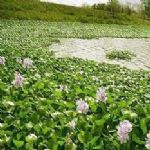 سنبل آبی و تیلاپیا 2 عامل تهدید زیستی در خوزستان /گ